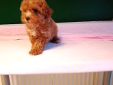 Mükemmel Poodle Bebekler