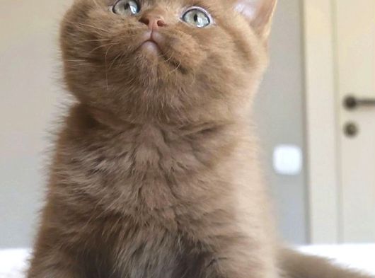 Dubai Çikolatası Tadında Chocolate British Shorthair görsel