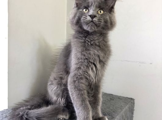 En Iyi Kulak En Iyi Anatomi görsel