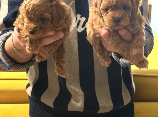 Firsat Poodle Yavrulari Anne 3 Kg Baba 2 Kg Kaçirmayin görsel