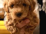 Firsat Poodle Yavrulari Anne 3 Kg Baba 2 Kg Kaçirmayin