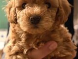 Firsat Poodle Yavrulari Anne 3 Kg Baba 2 Kg Kaçirmayin