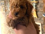 Firsat Poodle Yavrulari Anne 3 Kg Baba 2 Kg Kaçirmayin