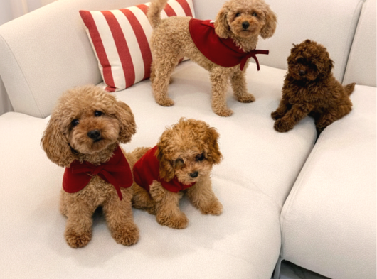 Aşk Çocukları Gerçek Toypoodle - Mikroçipli Ve Aşıları Tam görsel