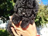 Black Pooddle Bebekler