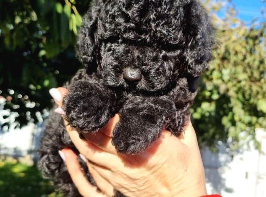 Black Pooddle Bebekler görsel