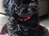 Black Pooddle Bebekler