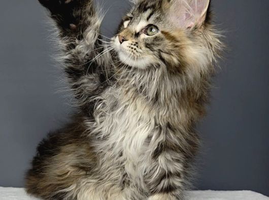 Orjinal Mainecoon Polly Yavrular