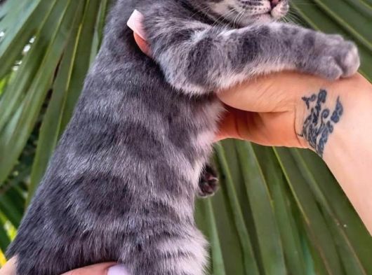 Blue Bengal Erkek Full Secereli