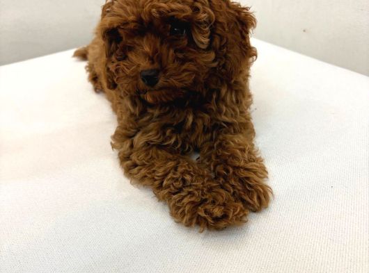 Aşk Çocukları Gerçek Toypoodle - Mikroçipli Ve Aşıları Tam görsel