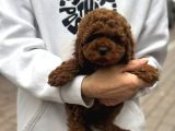 Zeki Ve Oyuncu Poodle Yavrular
