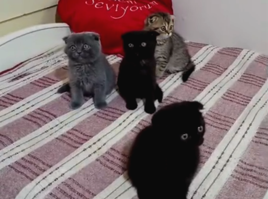 Tatlimi Tatli Top Kafa Scoti̇shler görsel