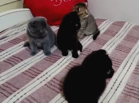 Tatlimi Tatli Top Kafa Scoti̇shler görsel