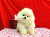 Orji̇nal Pomerani̇an Boo Bebekleri̇mi̇z Gelmi̇şti̇r