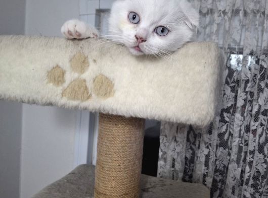 Mükemmel Ayı Surat Scottish Fold Yavrumuz görsel