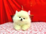 ORJİNAL POMERANİAN BOO BEBEKLERİMİZ GELMİŞTİR