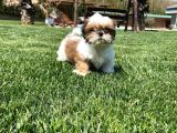 Sağlik Ve Irk Garanti̇li̇ Shih Tzu Yavrulari