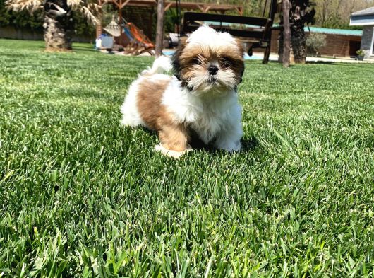 Sağlik Ve Irk Garanti̇li̇ Shih Tzu Yavrulari görsel