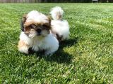 Sağlik Ve Irk Garanti̇li̇ Shih Tzu Yavrulari