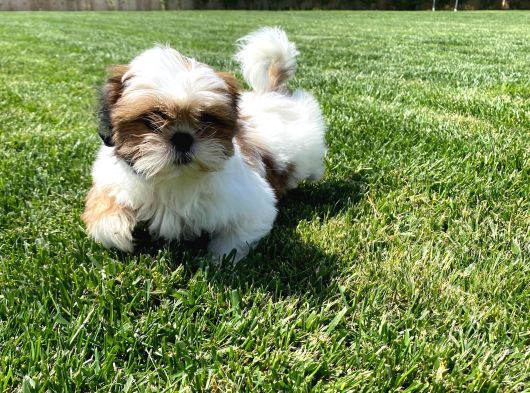 Sağlik Ve Irk Garanti̇li̇ Shih Tzu Yavrulari görsel