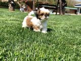 Sağlik Ve Irk Garanti̇li̇ Shih Tzu Yavrulari