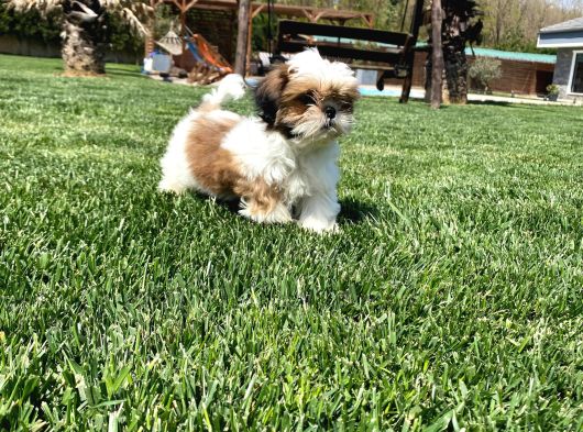 Sağlik Ve Irk Garanti̇li̇ Shih Tzu Yavrulari görsel