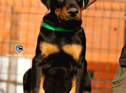 Kralların Bekçi Köpeği Doberman Yavruları görsel