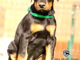 Kralların Bekçi Köpeği Doberman Yavruları