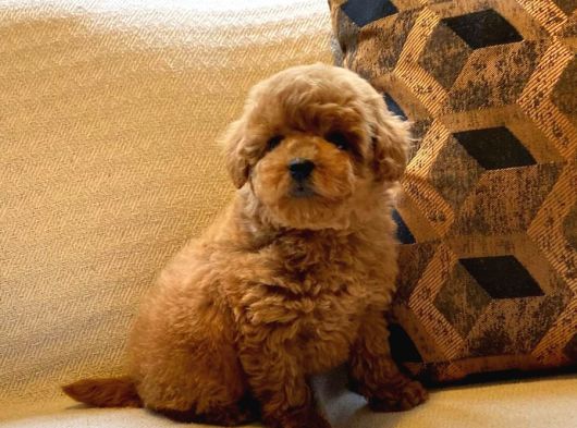 Red Toy Poodle Yavruları Enfes Güzellikte görsel