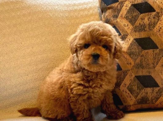 Red Toy Poodle Yavruları Enfes Güzellikte