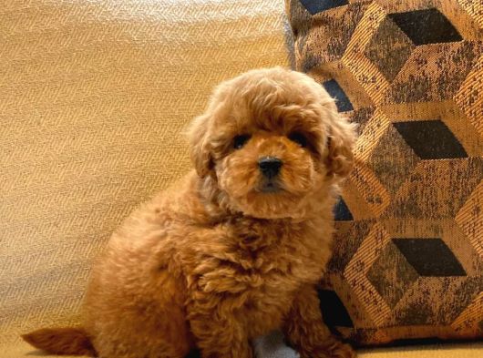 Red Toy Poodle Yavruları Enfes Güzellikte görsel