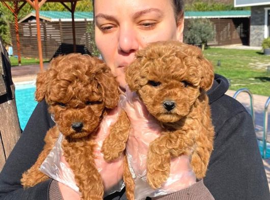 RUHSATLİ ÇİFLİKTEN RED BROWN TOY POODLE YAVRULARI İSTANBUL