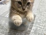 Cana Yakın Çok Tatlı Birbirinden Güzel Cins Yavrularım