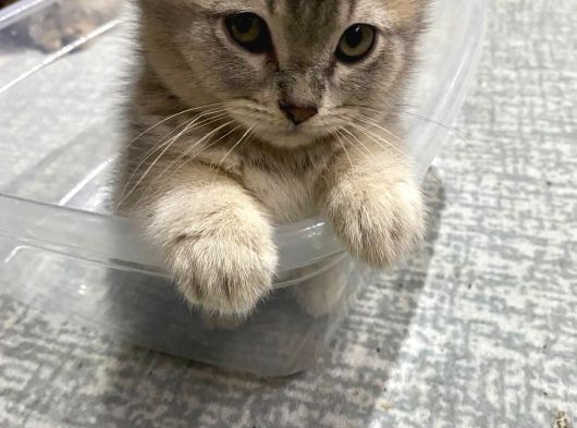 Cana Yakın Çok Tatlı Birbirinden Güzel Cins Yavrularım görsel