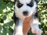 Harika Anatomi Masmavi Gözlü Husky Sibirya Kurdu Yavrular