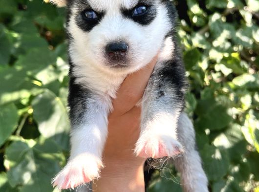 Harika Anatomi Masmavi Gözlü Husky Sibirya Kurdu Yavrular