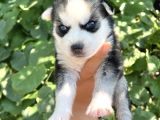 Harika Anatomi Masmavi Gözlü Husky Sibirya Kurdu Yavrular