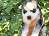 Harika Anatomi Masmavi Gözlü Husky Sibirya Kurdu Yavrular