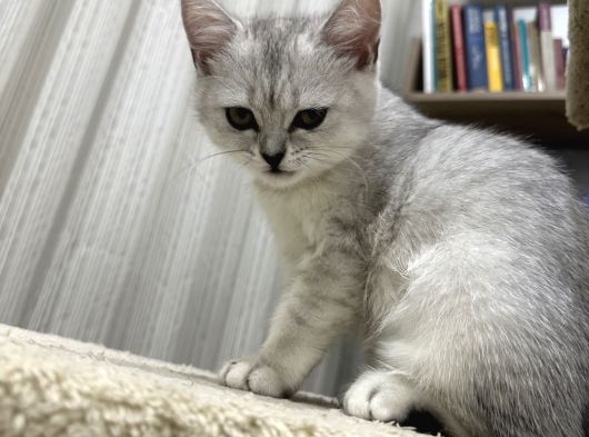 Bri̇ti̇sh Shorthair Ücretsi̇z  Sahi̇plendi̇rme