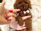 TOY POODLE IRK VE SAĞLIK GARANTİLİ
