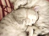 Bri̇ti̇sh Shorthair Ücretsi̇z  Sahi̇plendi̇rme