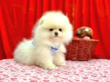 Orji̇nal Pomerani̇an Boo Bebekleri̇mi̇z Gelmi̇şti̇r