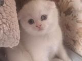 Mükemmel Ayı Surat Scottish Fold Yavrumuz