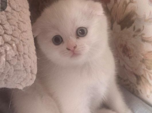 Mükemmel Ayı Surat Scottish Fold Yavrumuz görsel