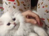 Güzel Kızımıza Damat Ariyoruz