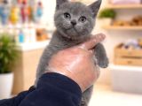 Mükemmel A Kalite British Shorthair Yavrularımız