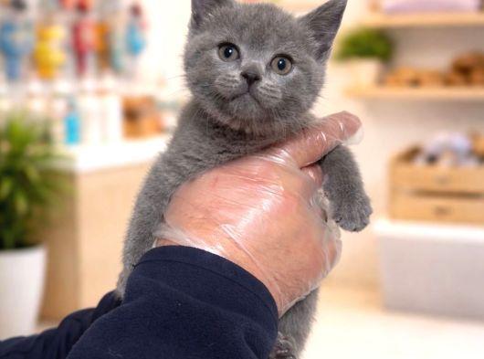 Mükemmel A Kalite British Shorthair Yavrularımız