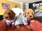 RENK RENK GERÇEK TOY POODLE YAVRULARIMIZ BELGELİ ANKARA DA