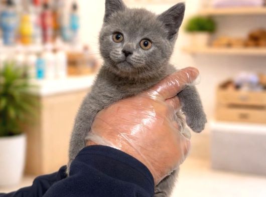 Mükemmel A Kalite British Shorthair Yavrularımız görsel