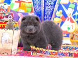 Özel Renk Türkiyede Tek Blue Chow Chow Yavrumuz